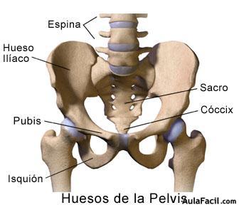 Huesos de la pelvis