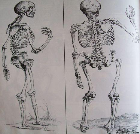 Estructuras internas del cuerpo humano