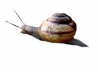 caracol