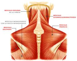 Músculos del cuello