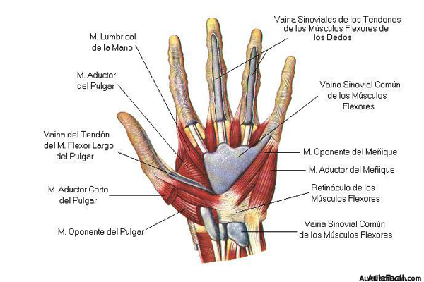 🥇 【 Carpo Y Mano Anatomía Básica Fisioterapia