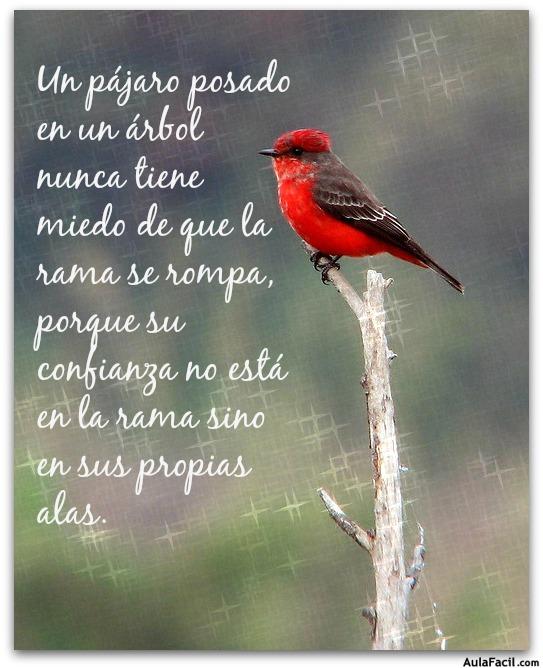 pajaro