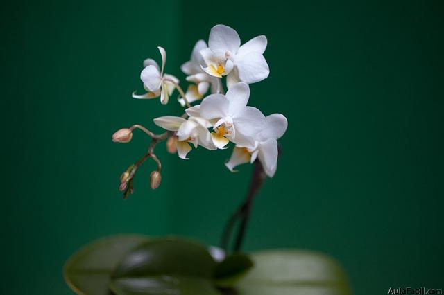 orquidea