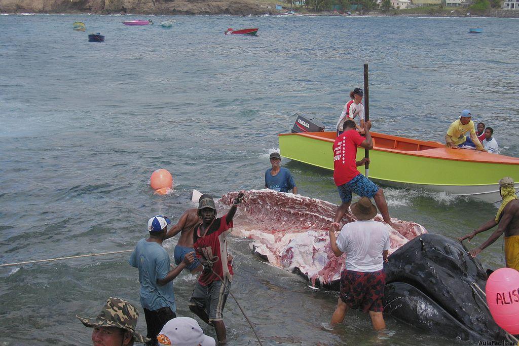 Ballenas