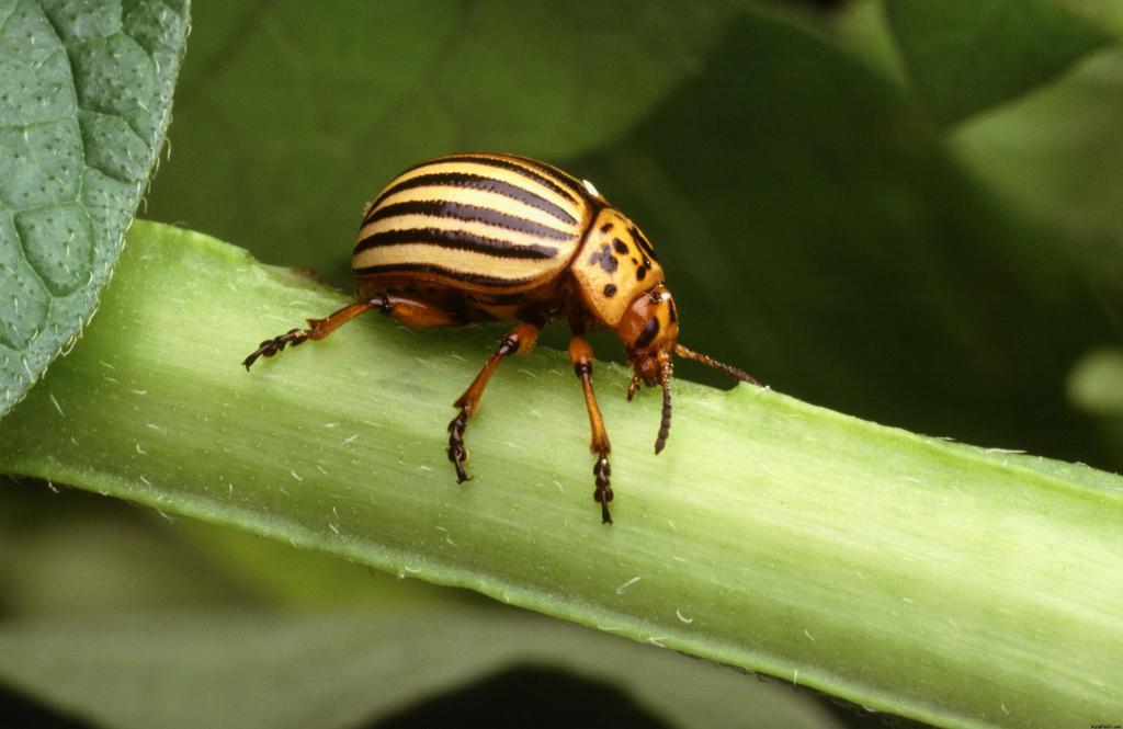 Escarabajo de la patata