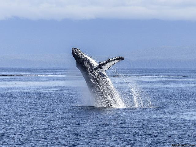 ballena jorobada