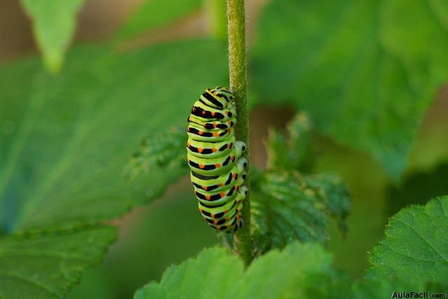 oruga verde