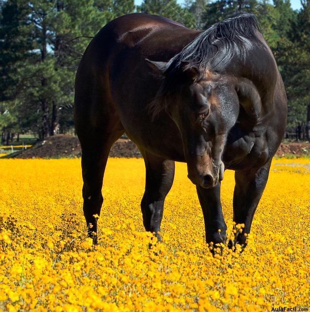 caballo