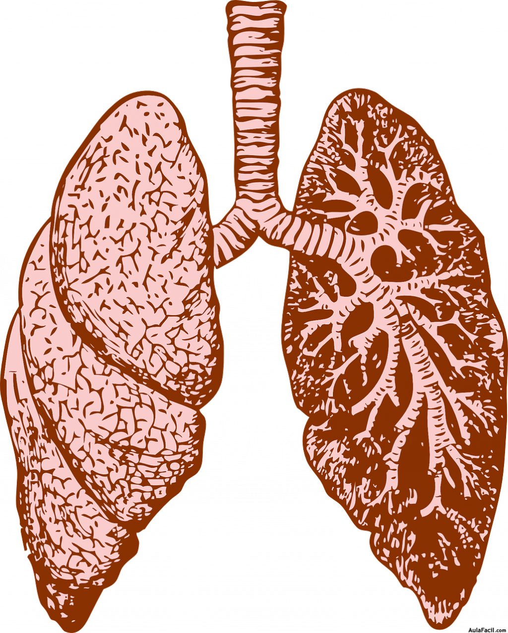 Los pulmones: órganos de la respiración.