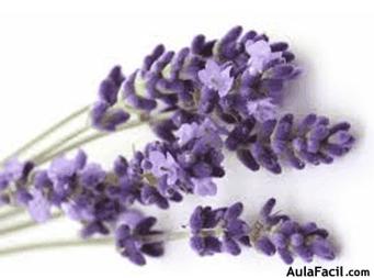 lavanda