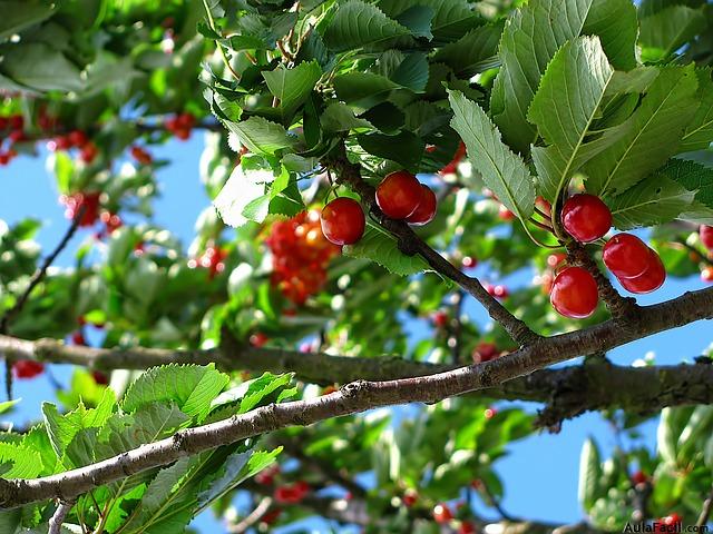 cerezas