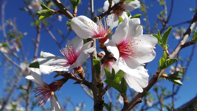 Almendro