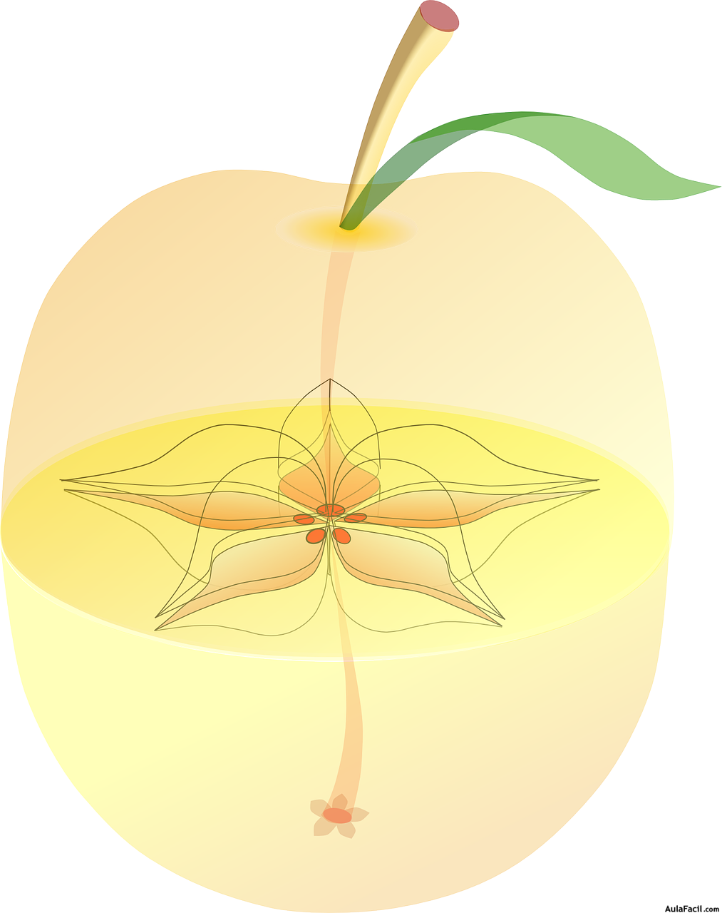Manzana con flor