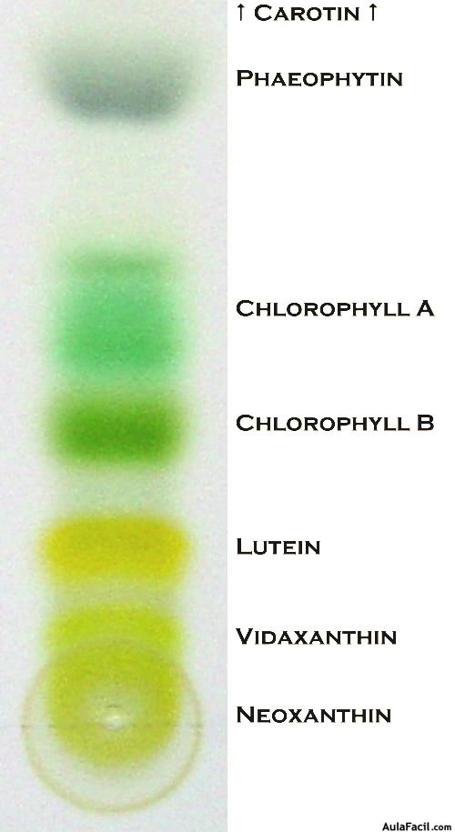 Cromatografía