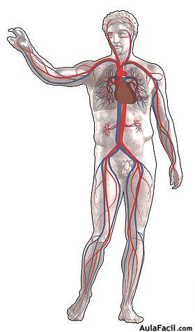 Sistema circulatorio