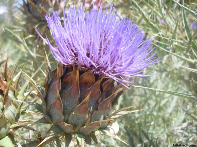 flor del cardo