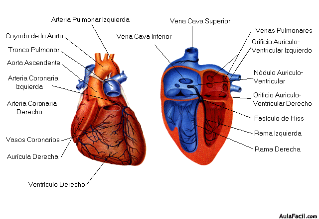 corazon