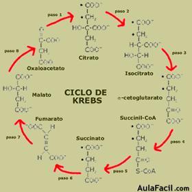 ciclo de Krebs