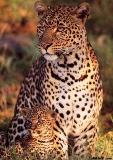 leopardo