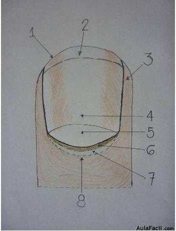 Partes de la uña