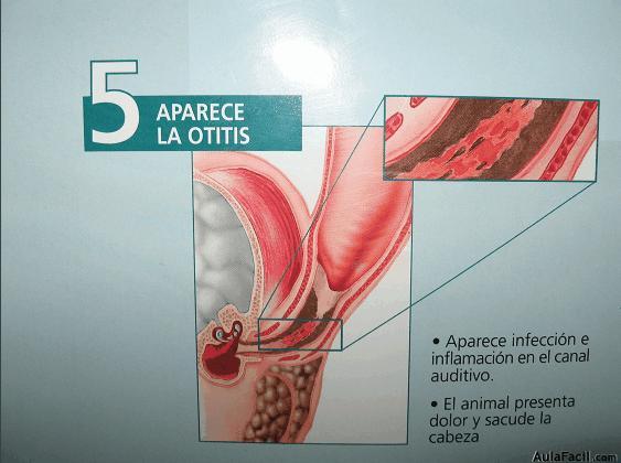 Como este cepillo y esta pasta podemos encontrar muchas en el mercado debemos usarla con relativa frecuencia para prevenir el sarro y el mal olor.La pasta es especifica para que se la traguen.