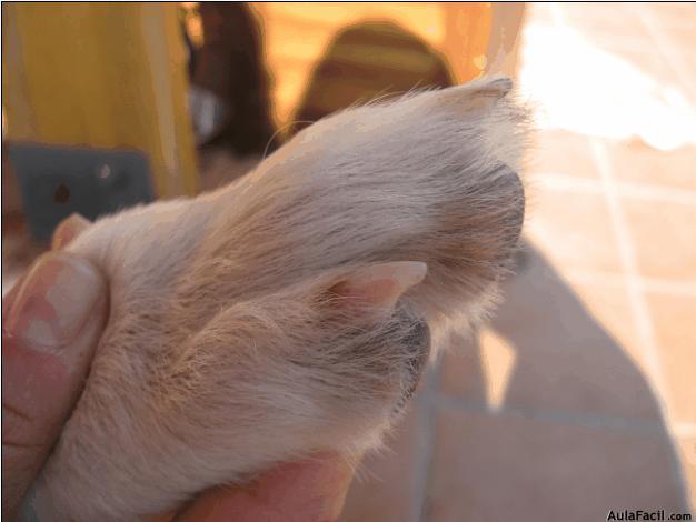 cuiado de perros