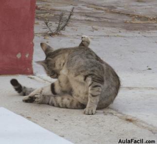 Cuidado de gatos