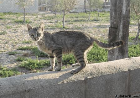 Cuidado del gato