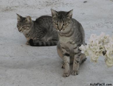 Cuidado Gatos