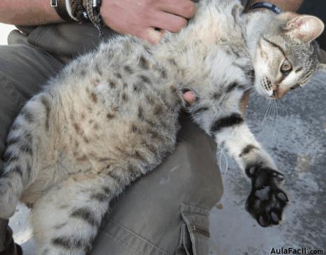 Cuidado de los gatos