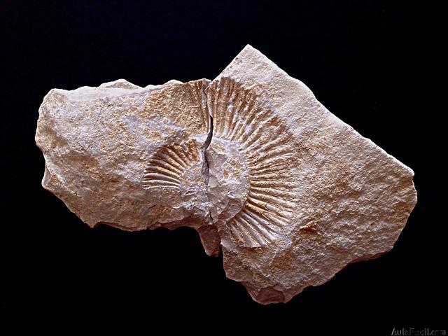 ammonite