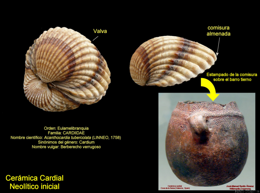 ceramica cardial