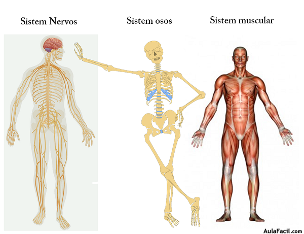  3 principales sistemas funccionales