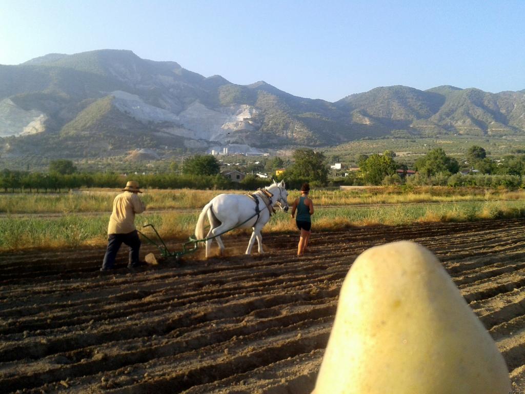 Cosecha de papas en Hortigas