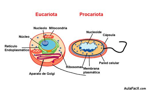  🥇▷【 Células procariotas y eucariotas