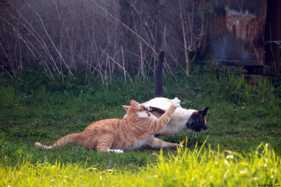 gatos luchando