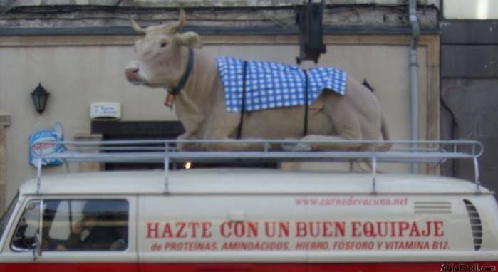 vaca baca