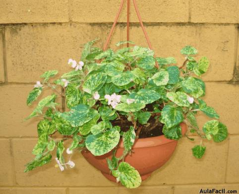 ?▷【 Tipo de luz, Fertilización y Poda para las Begonias - Jardinería.  Plantas con Flores 】