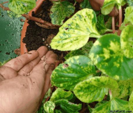 ?▷【 Tipo de luz, Fertilización y Poda para las Begonias - Jardinería.  Plantas con Flores 】