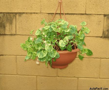 🥇▷【 Tipo de luz, Fertilización y Poda para las Begonias - Jardinería.  Plantas con Flores 】