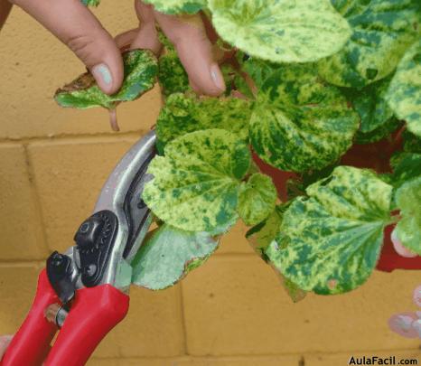 Poda para las Begonias