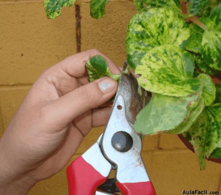 Poda para las Begonias