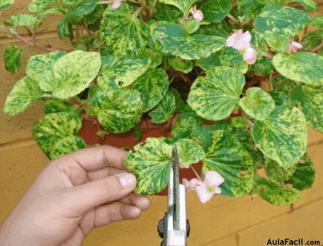 🥇▷【 Tipo de luz, Fertilización y Poda para las Begonias - Jardinería.  Plantas con Flores 】