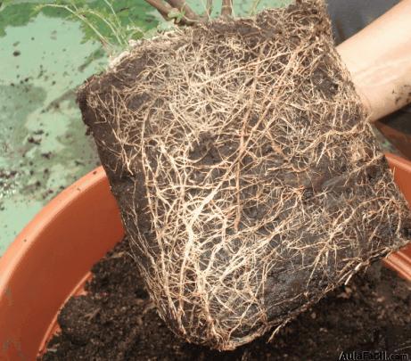 Sistema radicular de la planta