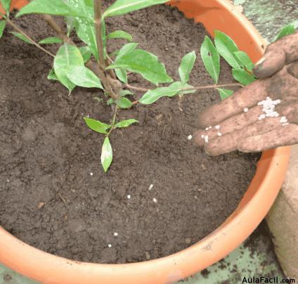 fertilizantes ricos en fósforo y potasio