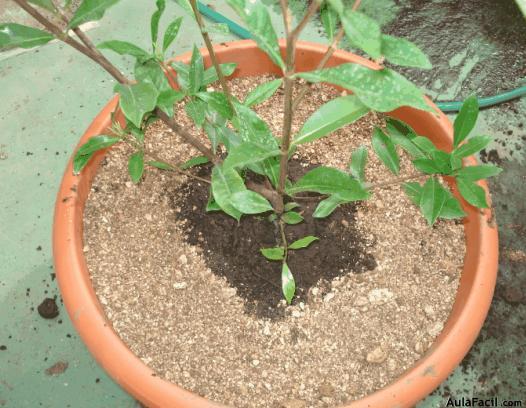 ?▷【 Tipo de fertilizantes para las Gardenias - Jardinería. Plantas con  Flores 】