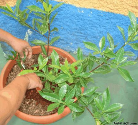 estimular las yemas inferiores de la planta