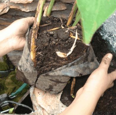 Sembramos la planta