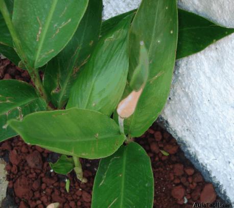 plantas sanas con floración permanente.