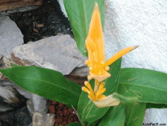 plantas sanas con floración permanente.